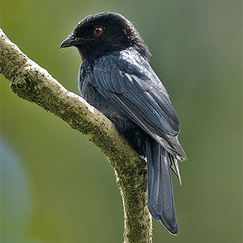 Sharpe's Drongo