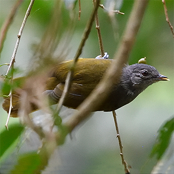 Shelley's (Kakamega) Greenbul