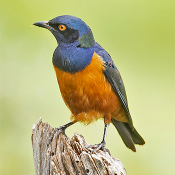 Shelley's Starling