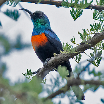 Shining Sunbird