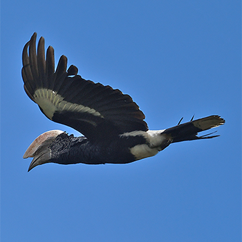 Silvery-cheeked Hornbill