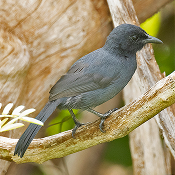 Slate-coloured Boubou