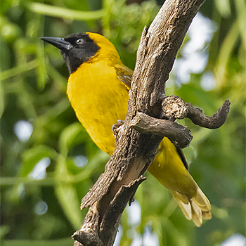 Slender-billed Weaver