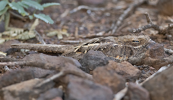 Slender-tailed Nightjar