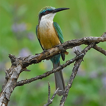Somali Bee-eater