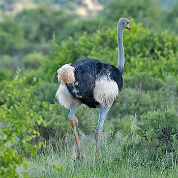 Somali Ostrich