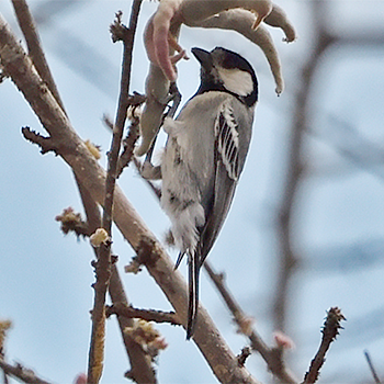 Somali Tit