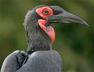 Southern Ground-hornbill