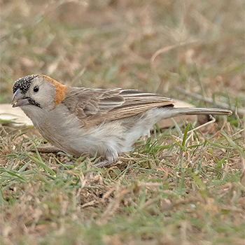 Speckle-fronted Weaver