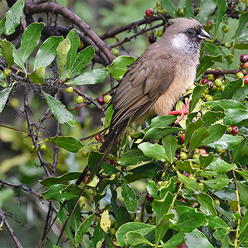 Speckled Mousebird