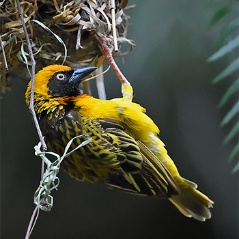 Speke's Weaver