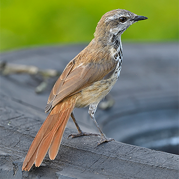 Spotted Morning-thrush