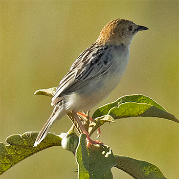 Stout Cisticola