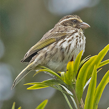 Streaky Seedeater