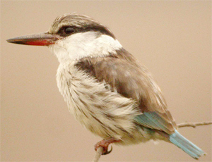 Striped Kingfisher