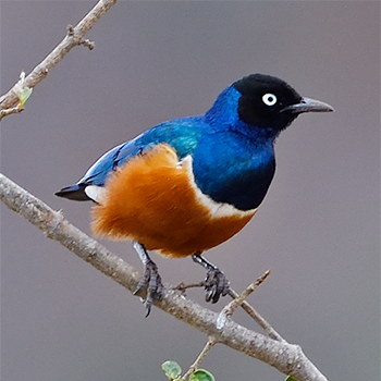 Superb Starling
