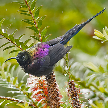 Tacazze Sunbird