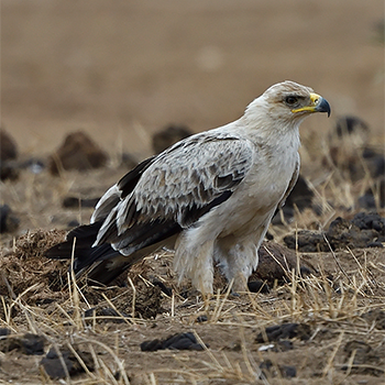 Tawny Eagle