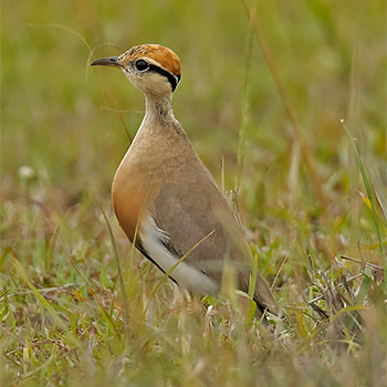 Temminck's Courser
