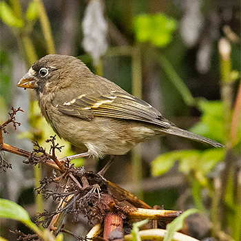 Thick-billed Seedeater