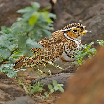 Three-banded Courser
