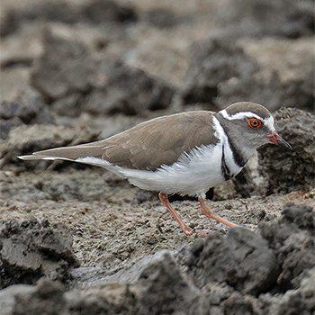 Three-banded Plover