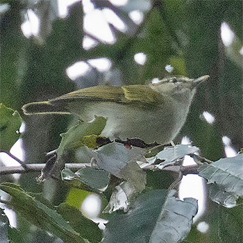 Uganda Woodland-warbler