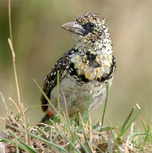 Usambiro Barbet