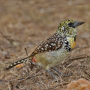 Usambiro Barbet