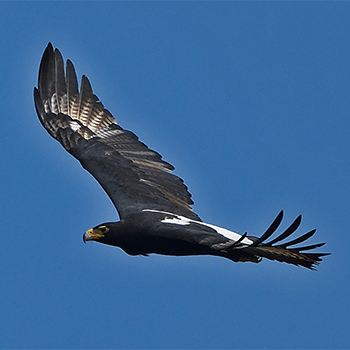 Verreaux's Eagle