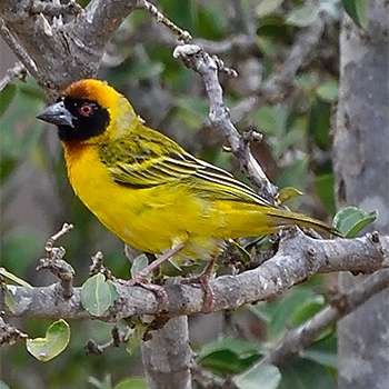 Vitelline Masked Weaver