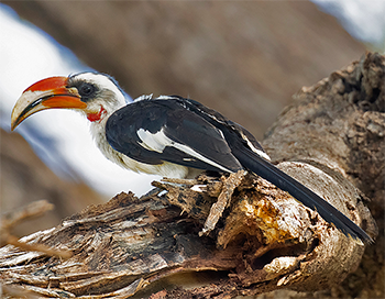 Von der Decken's Hornbill