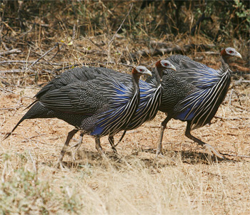 Vulturine Guineafowl