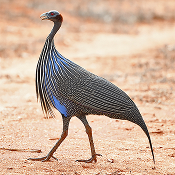 Vulturine Guineafowl