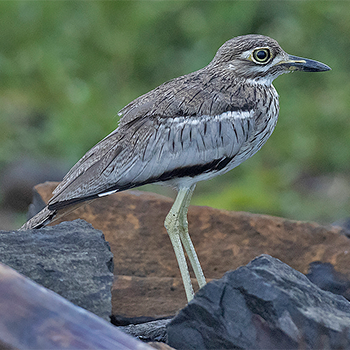 Water Thick-knee