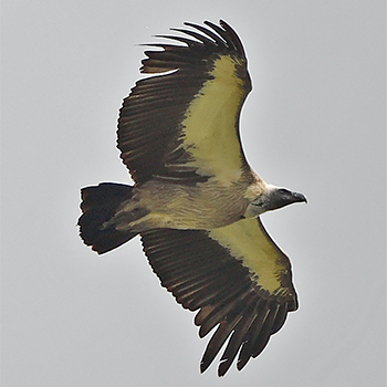 White-backed Vulture