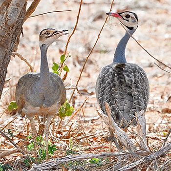 White-bellied Bustard