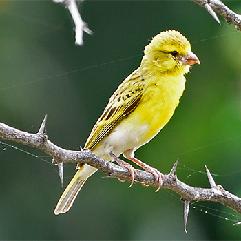 White-bellied Canary