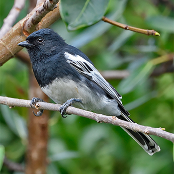 White-bellied Tit
