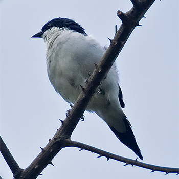 White-breasted Nigrita