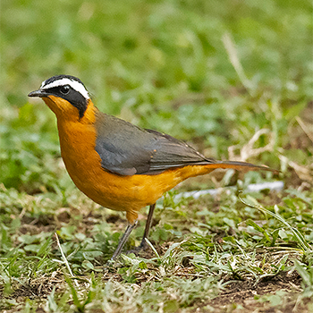 White-browed Robin-chat