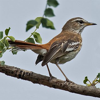 White-browed Scrub-robin