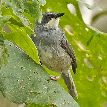 White-chinned Prinia