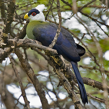 White-crested Turaco
