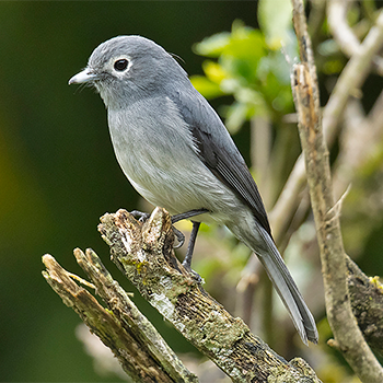 White-eyed Slaty Flycatcher