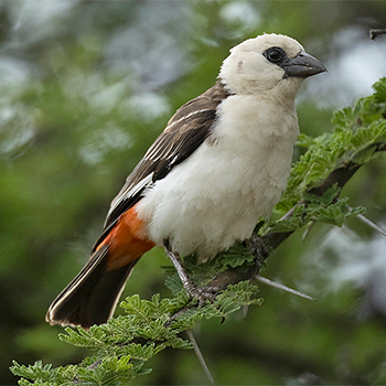 White-headed Buffalo-weaver