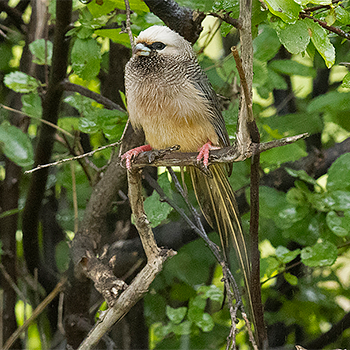 White-headed Mousebird