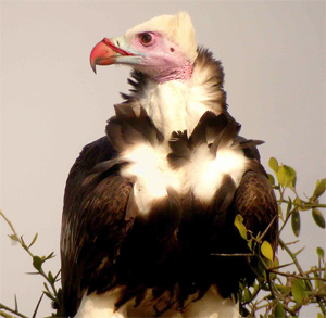 White-headed Vulture