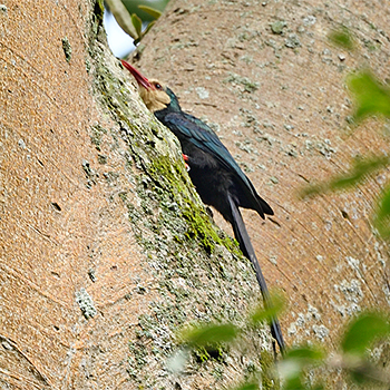 White-headed Woodhoopoe