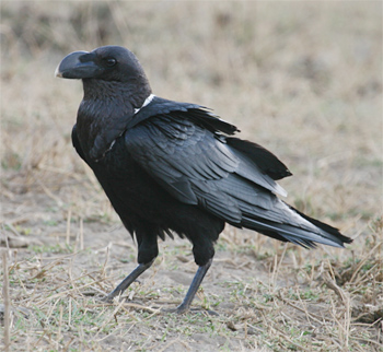 White-necked Raven